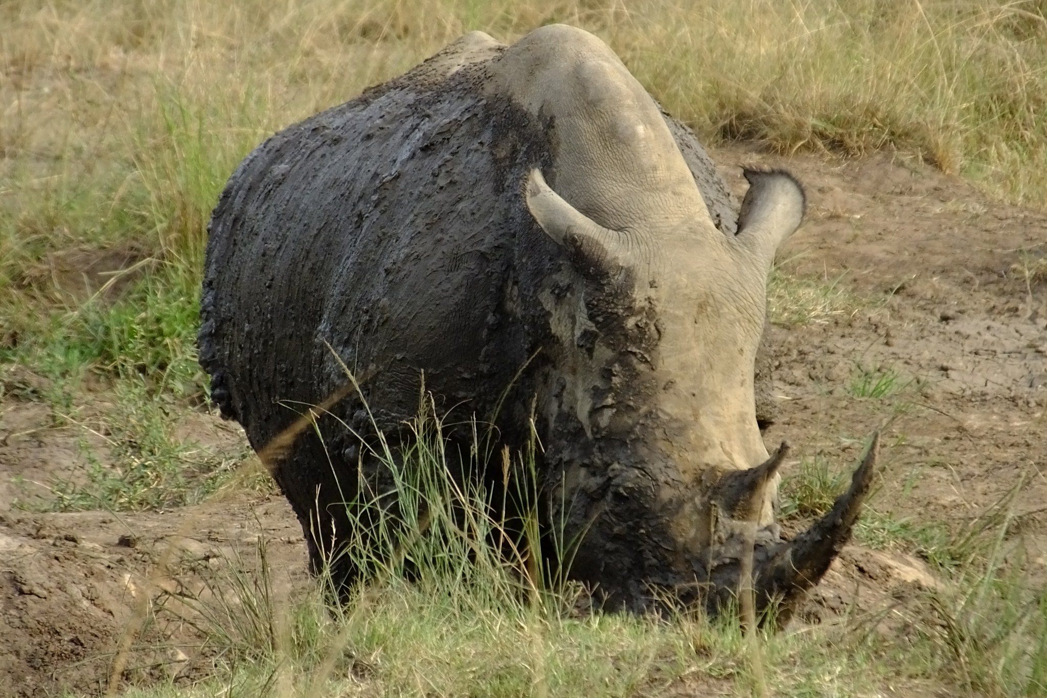 Nosorožec pokrytý bahnem při safari v jižní Africe