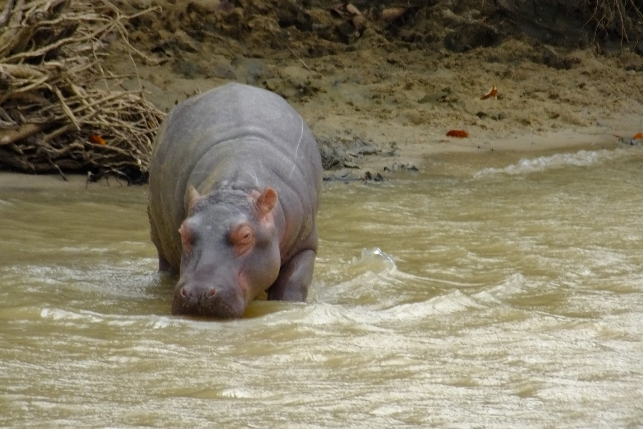 Hroch odpočívající ve vodě během safari