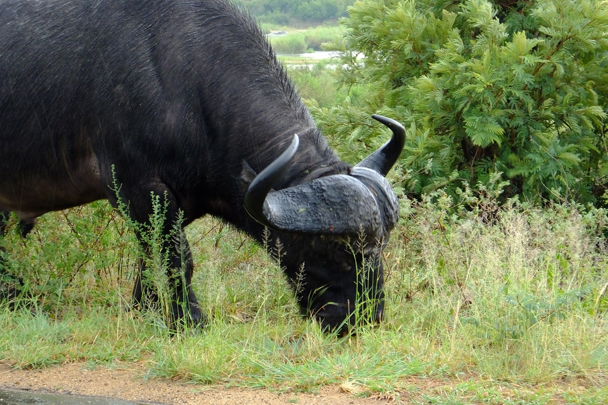 Buvol pasoucí se v otevřené safari krajině