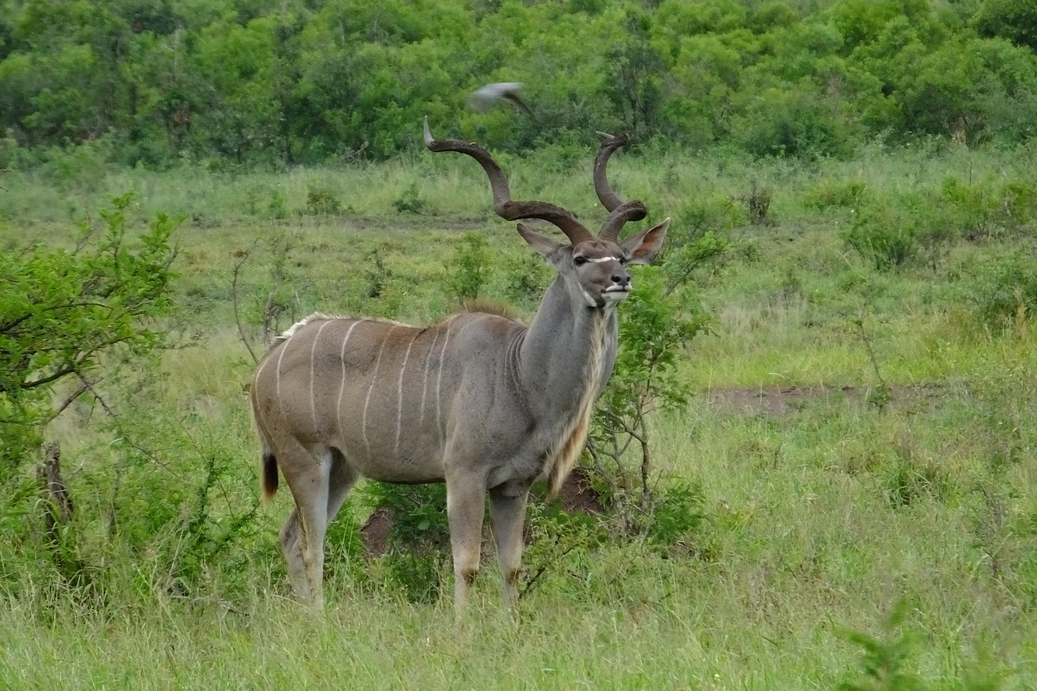 Samec antilopy kudu s charakteristickými spirálovitými rohy