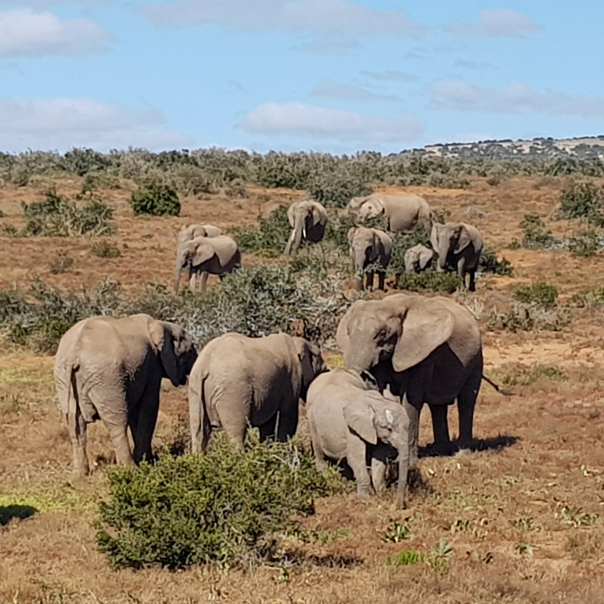 Addo Elephant National Park