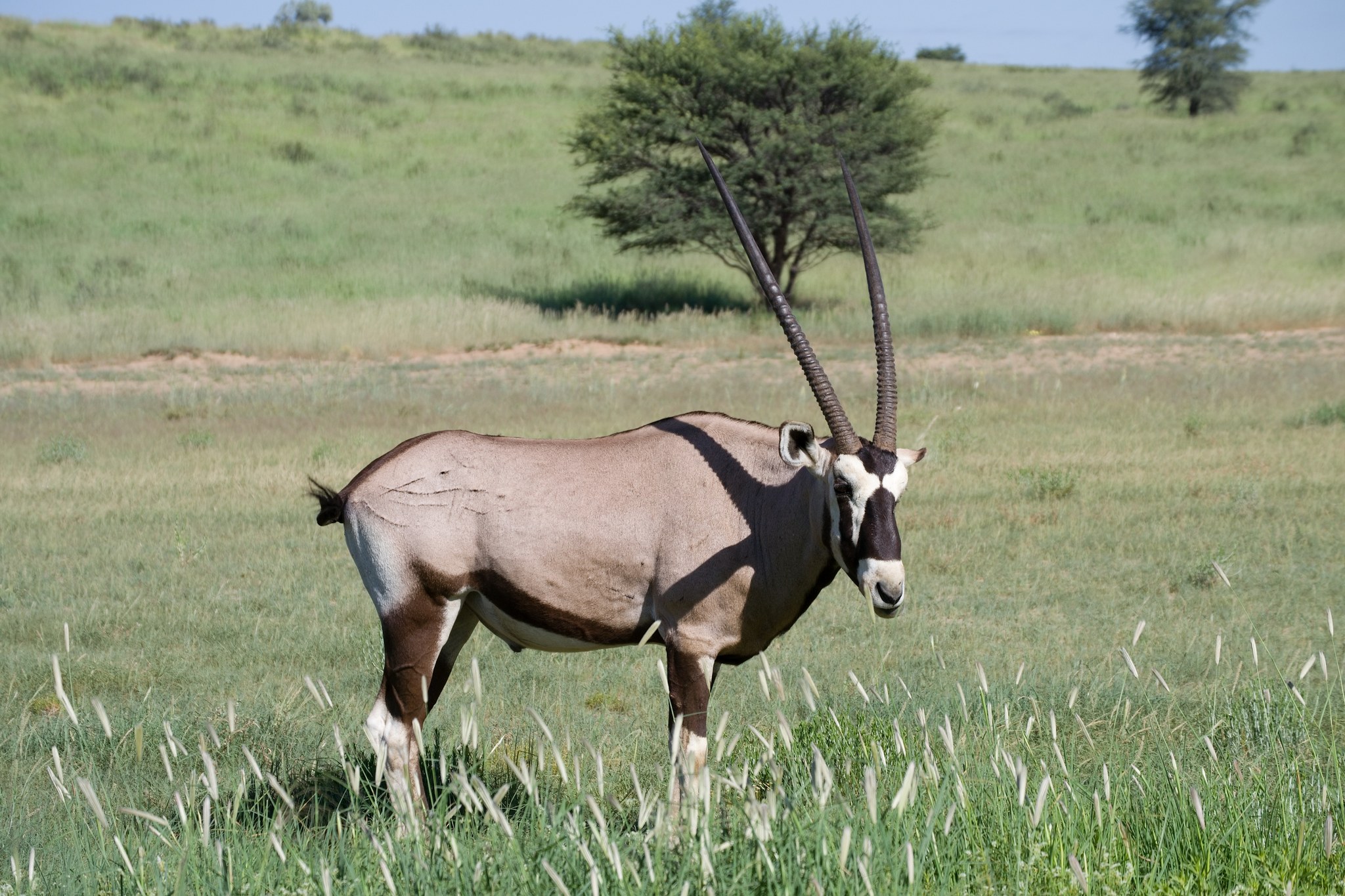 Kgalagadi Transfrontier Park