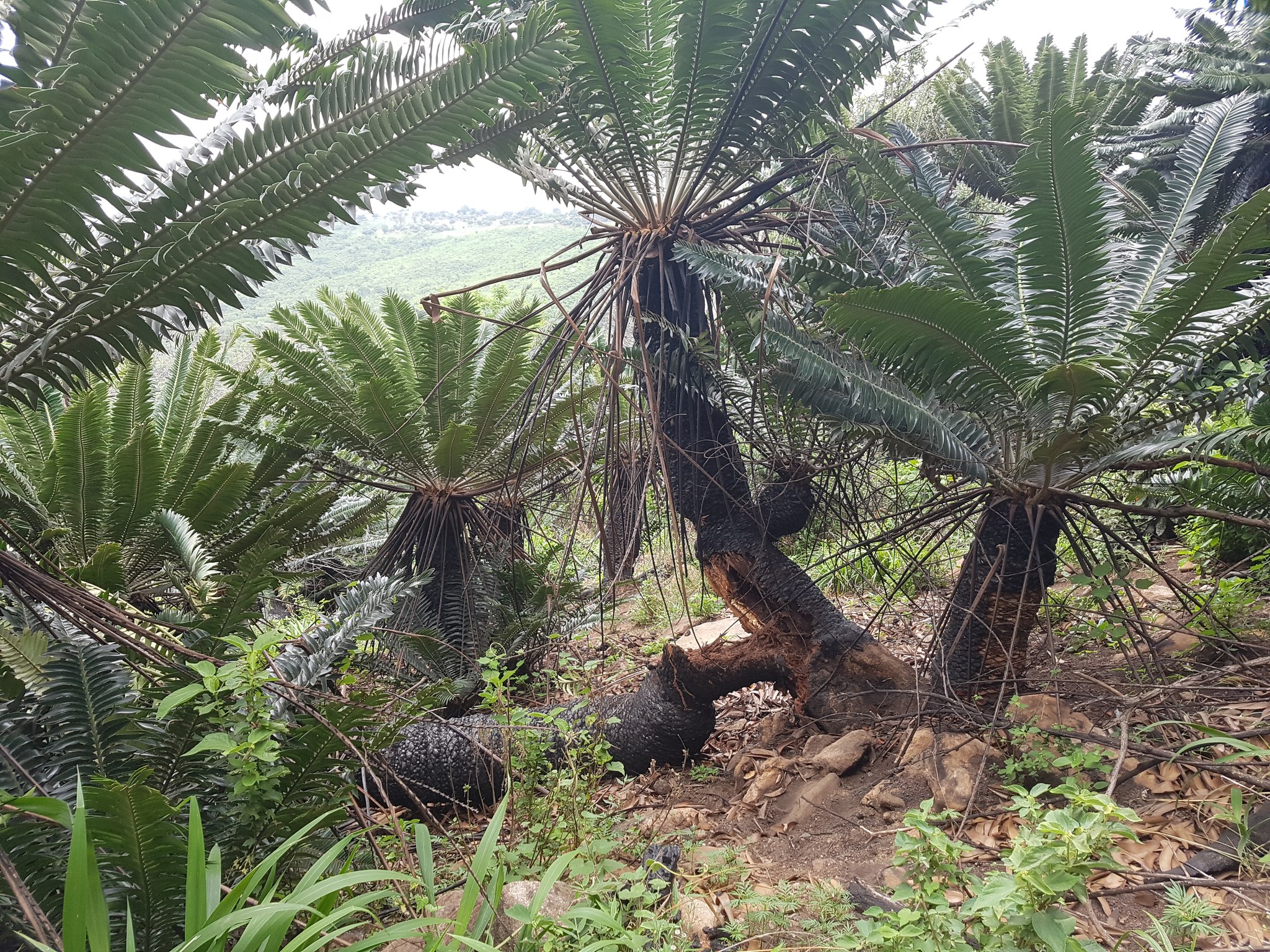 Modjadji