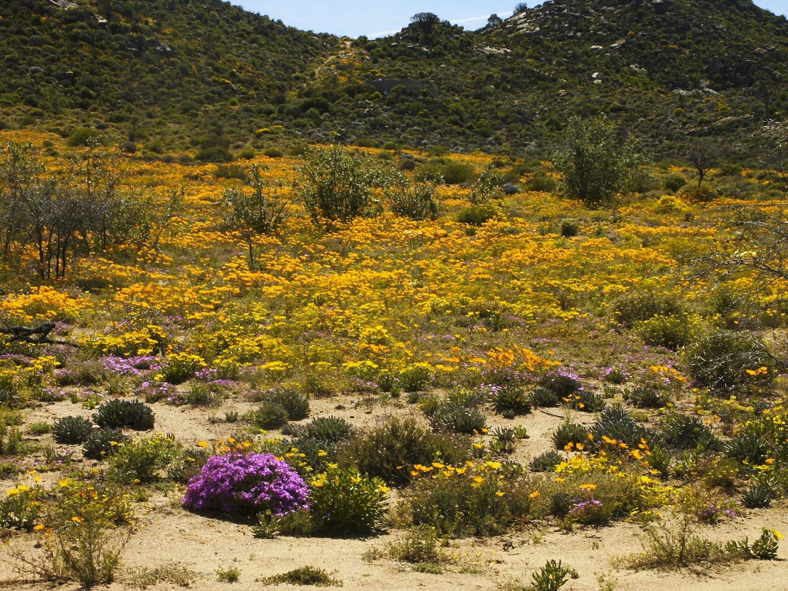 Namaqualand v květu