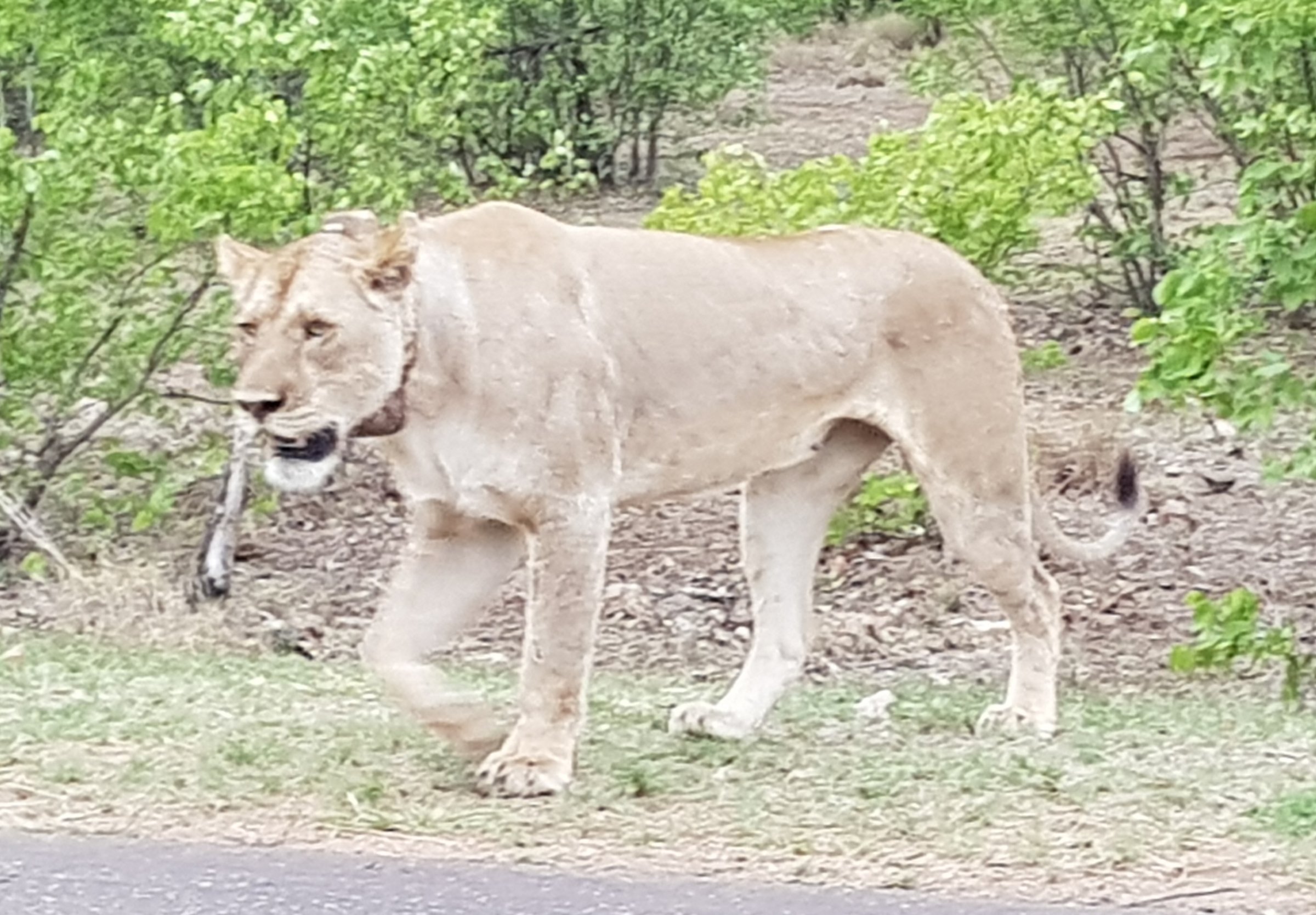 Lvice na procházce v Krugerově národním parku