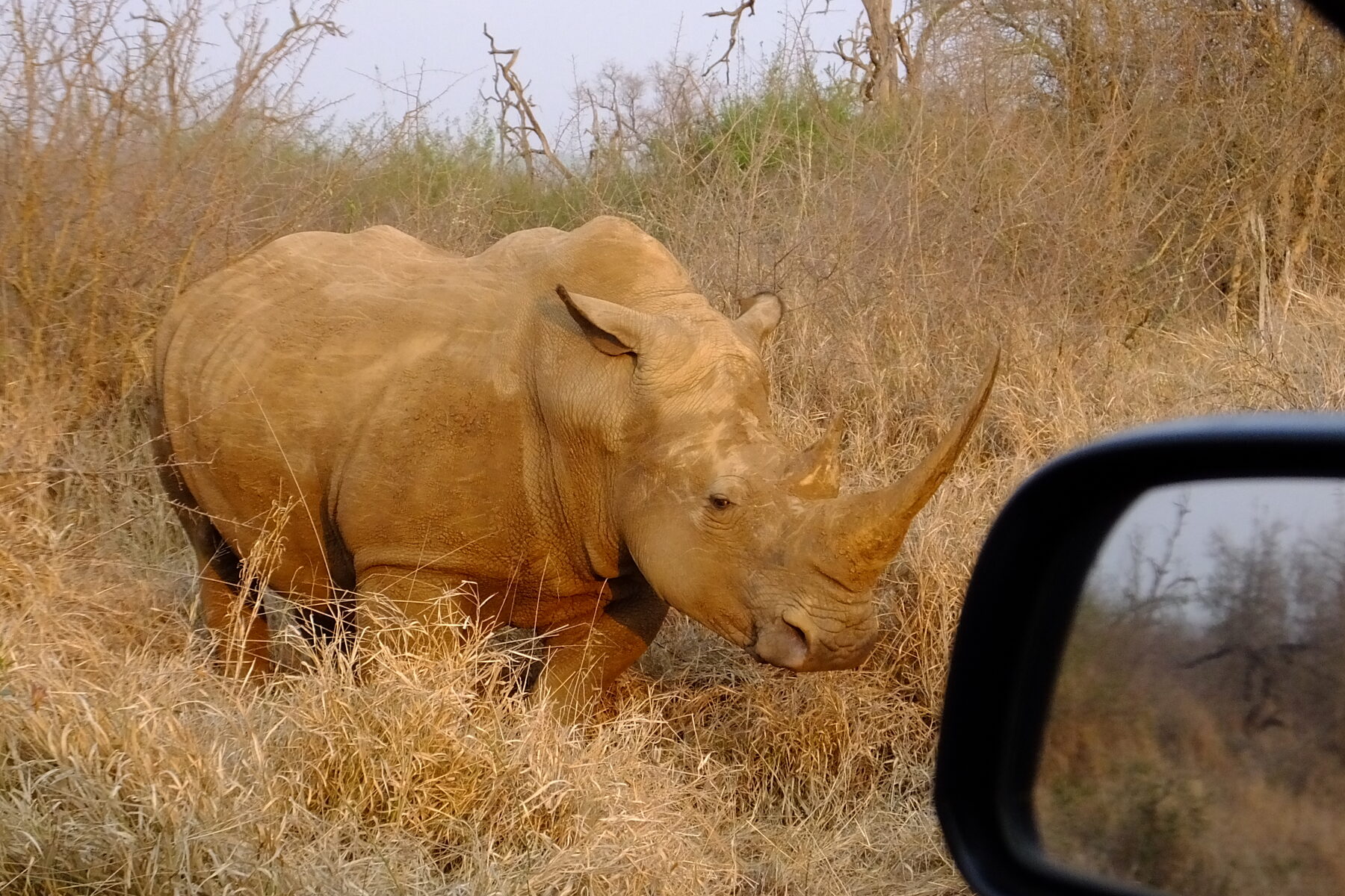 Bílý nosorožec zblízka během Rhino Drive v Hlane Royal National Park